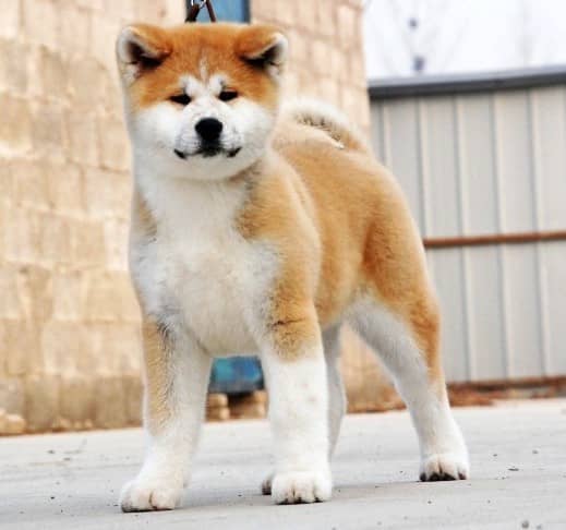 秋田犬 秋田犬生活习性 秋田犬的性格 秋田犬 秋田犬生活习性 秋田犬的性格