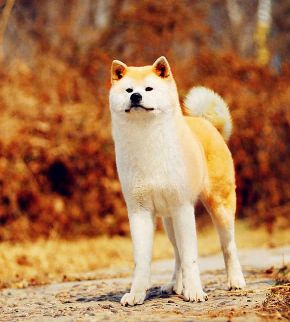 秋田犬训练 秋田犬长相 秋田犬标准 秋田犬训练 秋田犬长相 秋田犬标准