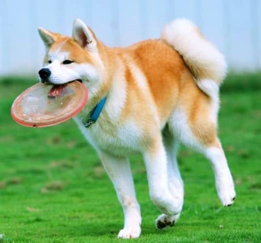 秋田犬训练 秋田犬接飞盘 秋田犬训练 秋田犬接飞盘