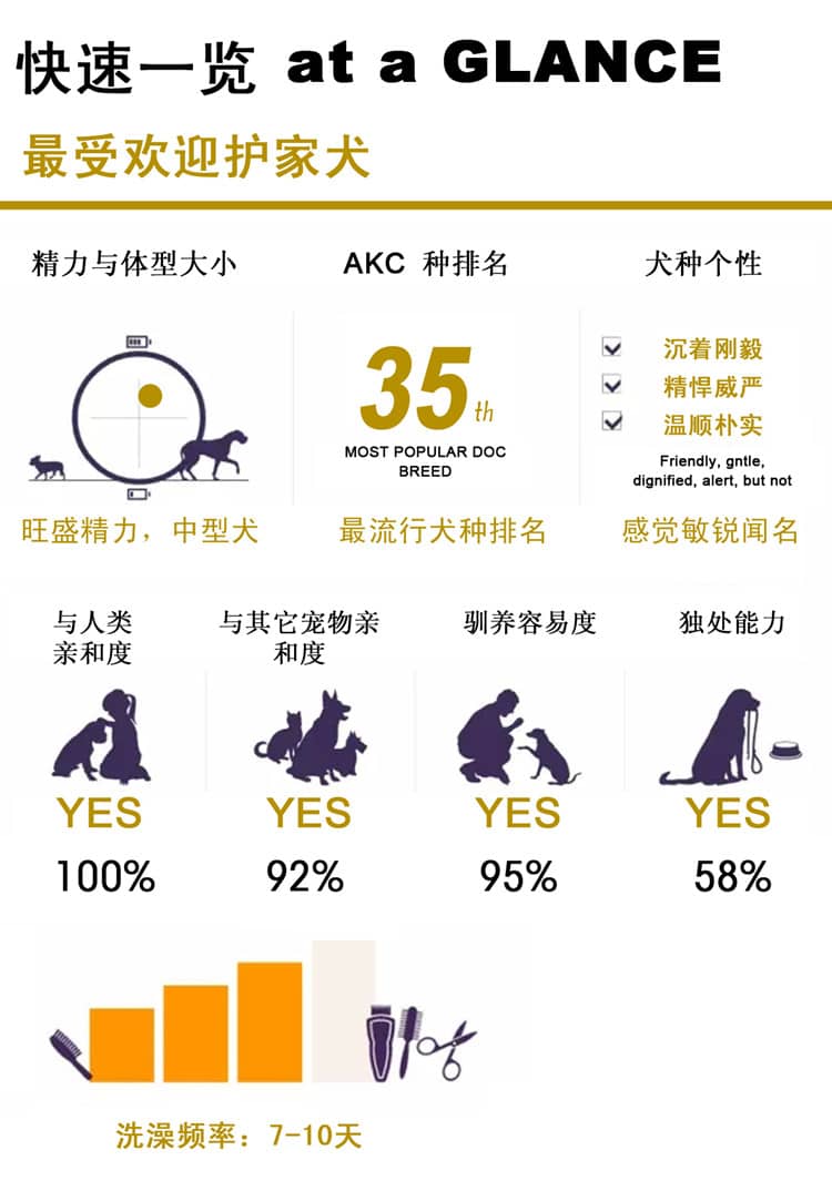 秋田犬介绍 秋田专业培训 上海爱家宠物学校.jpg 秋田犬介绍 秋田专业培训 上海爱家宠物学校.jpg