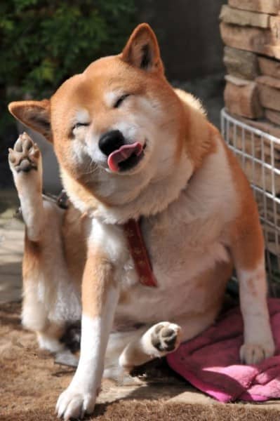 秋田犬不好的习惯 秋田犬训练 狗狗训练.jpg 秋田犬不好的习惯 秋田犬训练 狗狗训练.jpg