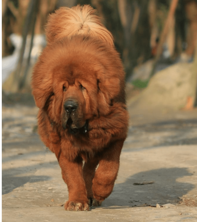 藏獒犬专业训练.上海爱家训狗基地 藏獒犬专业训练.上海爱家训狗基地