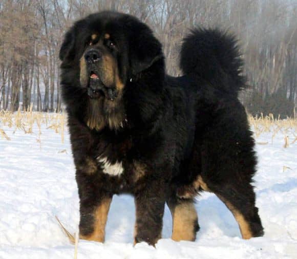 藏獒犬培训.上海爱家训犬学校 藏獒犬培训.上海爱家训犬学校