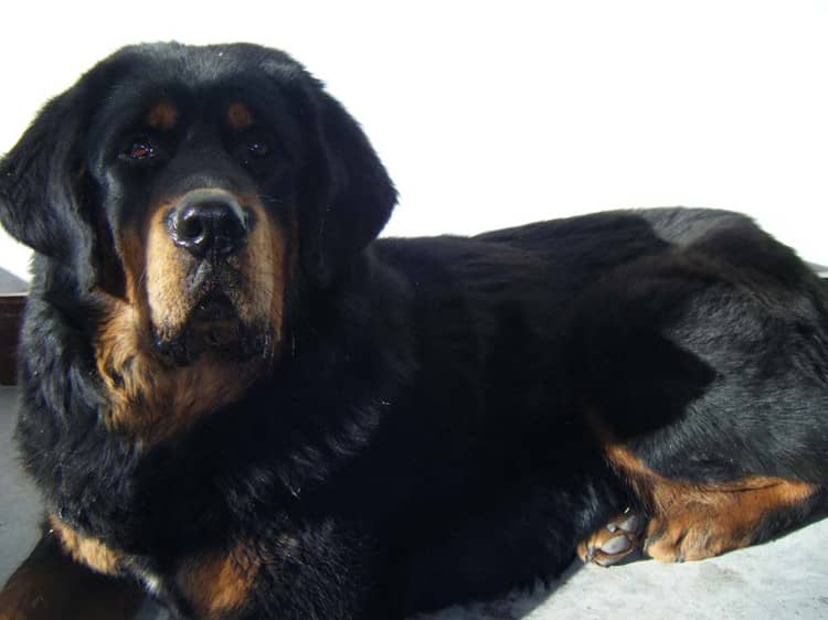 藏獒犬专业训练 上海爱家训狗基地.jpg 藏獒犬专业训练 上海爱家训狗基地.jpg