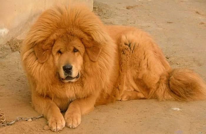 藏獒犬培训 狗狗训练学校.jpg 藏獒犬培训 狗狗训练学校.jpg