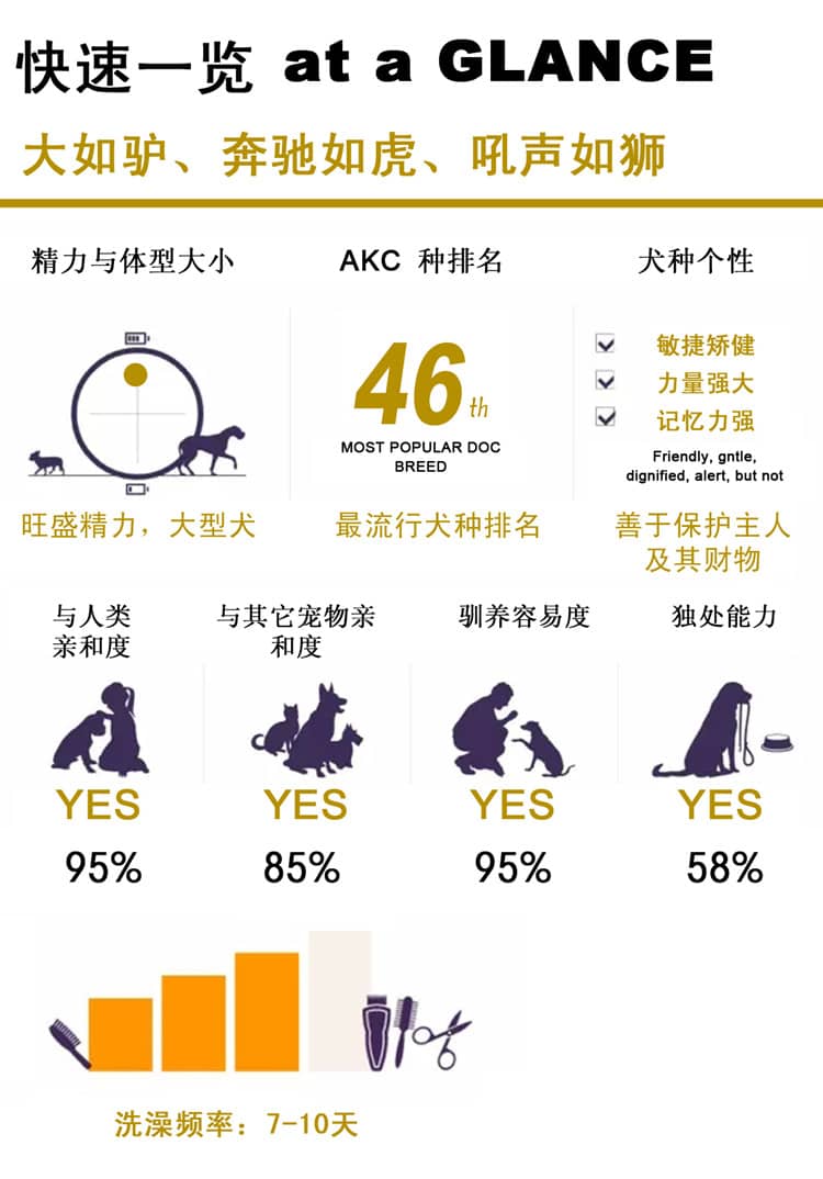 藏獒犬性格介绍 藏獒犬训练狗狗学校爱家训狗基地.jpg 藏獒犬性格介绍 藏獒犬训练狗狗学校爱家训狗基地.jpg