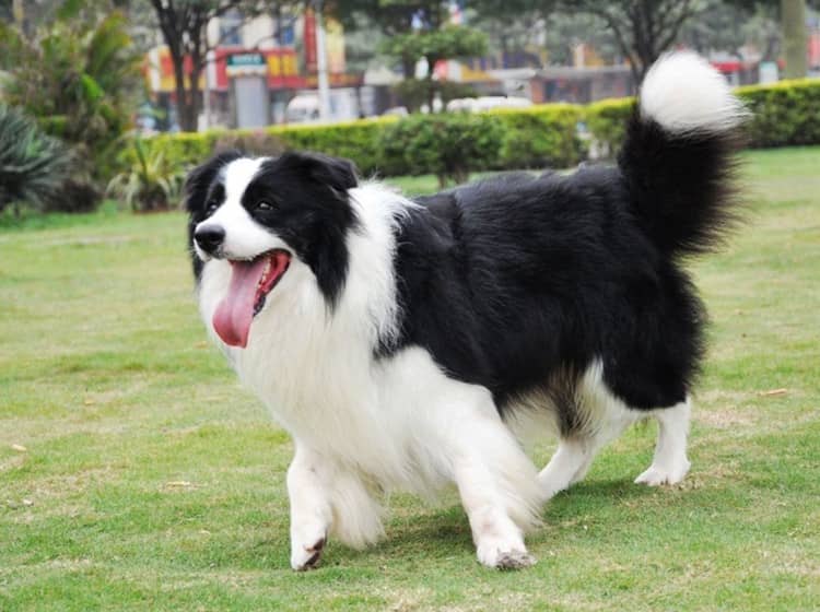 边境犬户外运动 边境犬训练 爱家训狗基地.jpg 边境犬户外运动 边境犬训练 爱家训狗基地.jpg