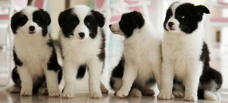 边境犬训练 边境犬.边境犬青年期  边境犬训练 边境犬.边境犬青年期