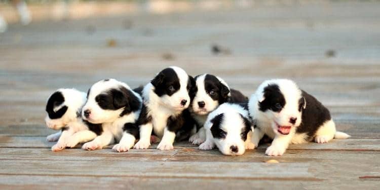 边境犬.边境犬小的时候 边境犬.边境犬小的时候