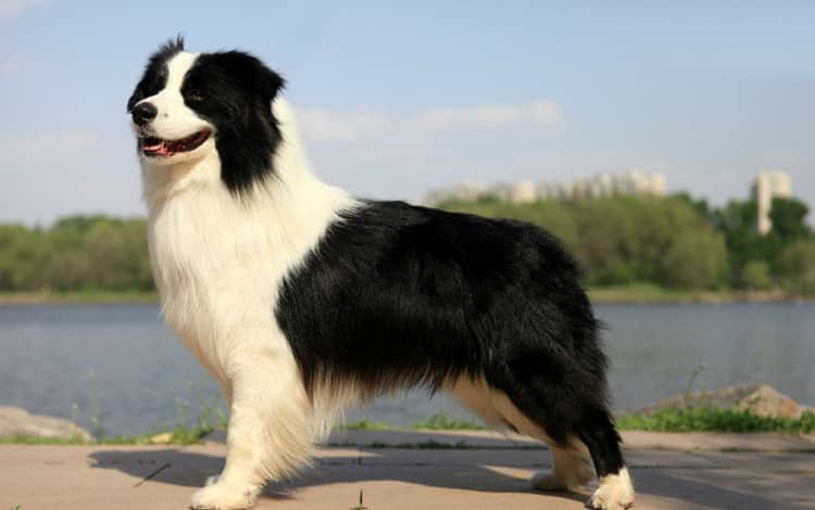 边境犬图片 边境犬训练照 边境犬训练. 边境犬图片 边境犬训练照 边境犬训练.