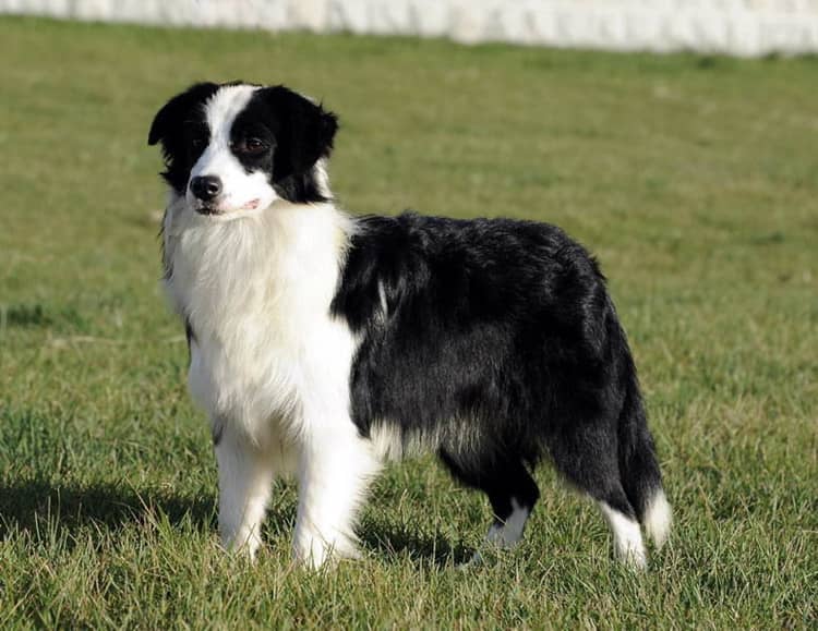 边境犬培训 边境犬训练 上海爱家训狗基地. 边境犬培训 边境犬训练 上海爱家训狗基地.