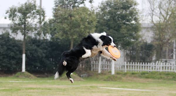 边境飞盘训练.花样飞盘训练 边境飞盘训练.花样飞盘训练