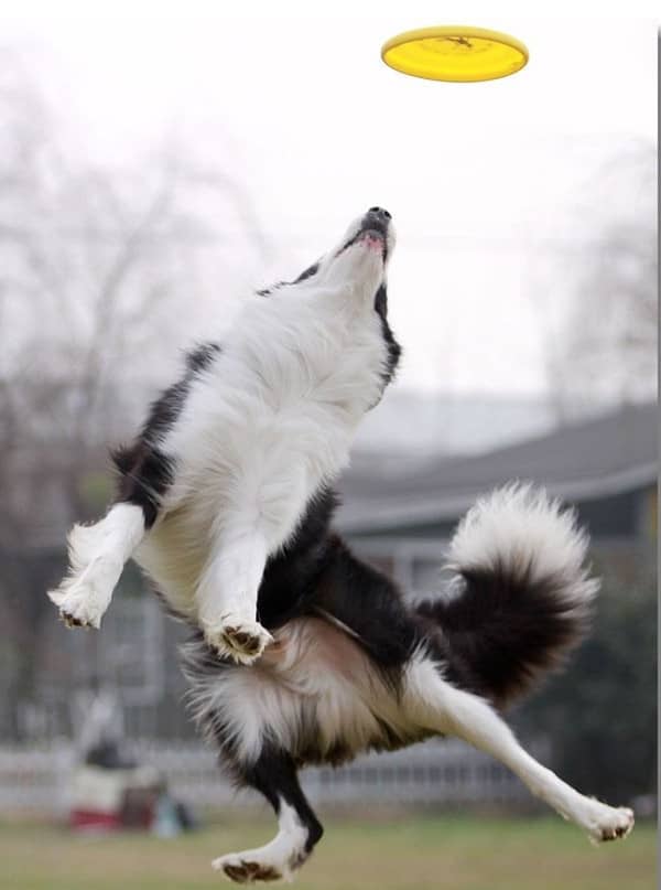 边境接飞盘花样训练 边境接飞盘训练 边境接飞盘花样训练 边境接飞盘训练