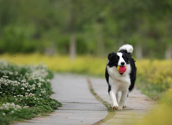 边境犬拿东西训练 边境犬训练 爱家宠物学校.jpg 边境犬拿东西训练 边境犬训练 爱家宠物学校.jpg