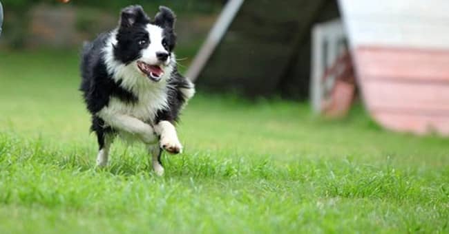 边境犬户外运动训练 边境培训 边境训练.jpg 边境犬户外运动训练 边境培训 边境训练.jpg