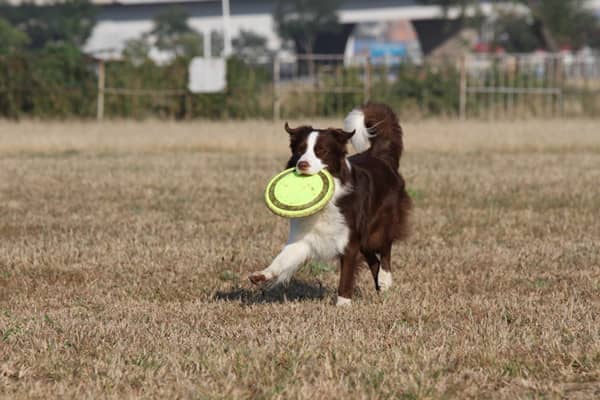 边境接飞盘训练.上海爱家训犬学校 边境接飞盘训练.上海爱家训犬学校