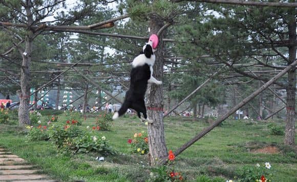 边境犬上树 边境犬专业训练训狗基地.jpg 边境犬上树 边境犬专业训练训狗基地.jpg