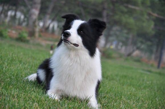 边境犬毛色 边境犬培训 边境犬训练.jpg 边境犬毛色 边境犬培训 边境犬训练.jpg