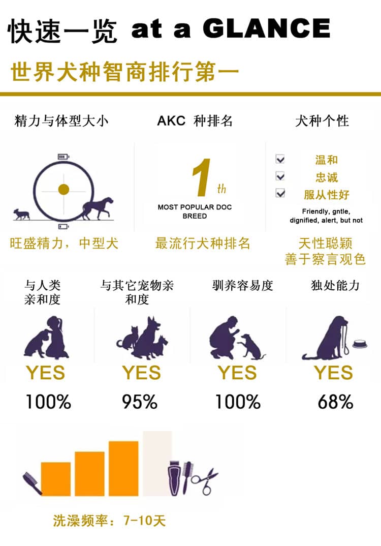 边境犬 边境犬性格介绍  爱家训狗基地.jpg 边境犬 边境犬性格介绍  爱家训狗基地.jpg