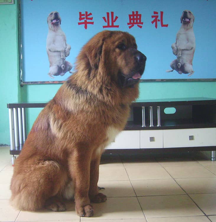 藏獒毕业了.上海爱家训狗学校 藏獒毕业了.上海爱家训狗学校