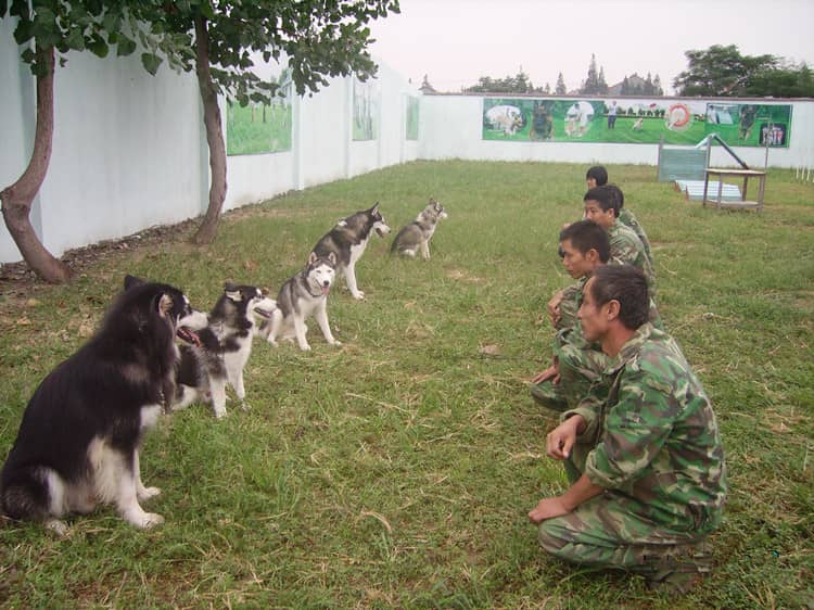 哈士奇专业训练爱家训狗基地.jpg 哈士奇专业训练爱家训狗基地.jpg