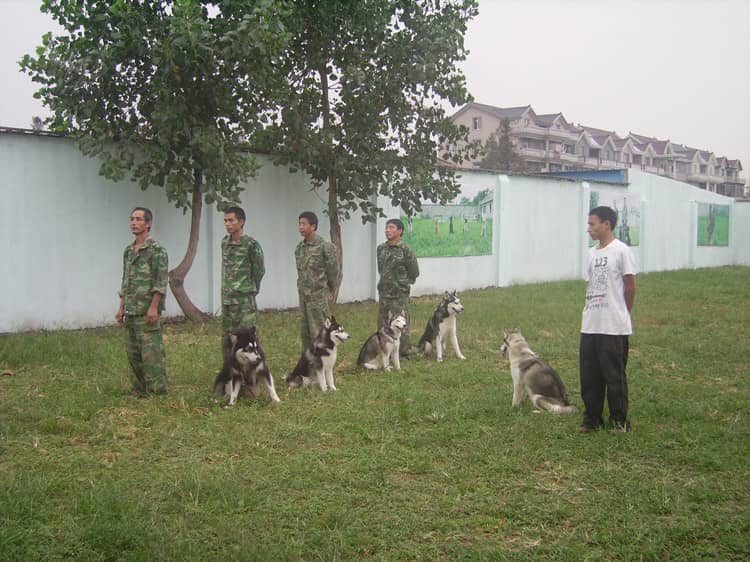 哈士奇专业训练上海爱家训狗学校.jpg 哈士奇专业训练上海爱家训狗学校.jpg
