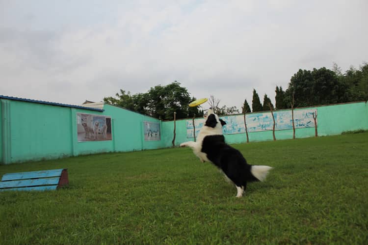 边境犬训练爱家训狗.jpg 边境犬训练爱家训狗.jpg