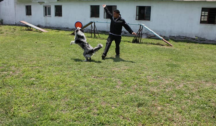 边境犬飞碟训练 边境犬训练上海爱家训狗基地.jpg 边境犬飞碟训练 边境犬训练上海爱家训狗基地.jpg
