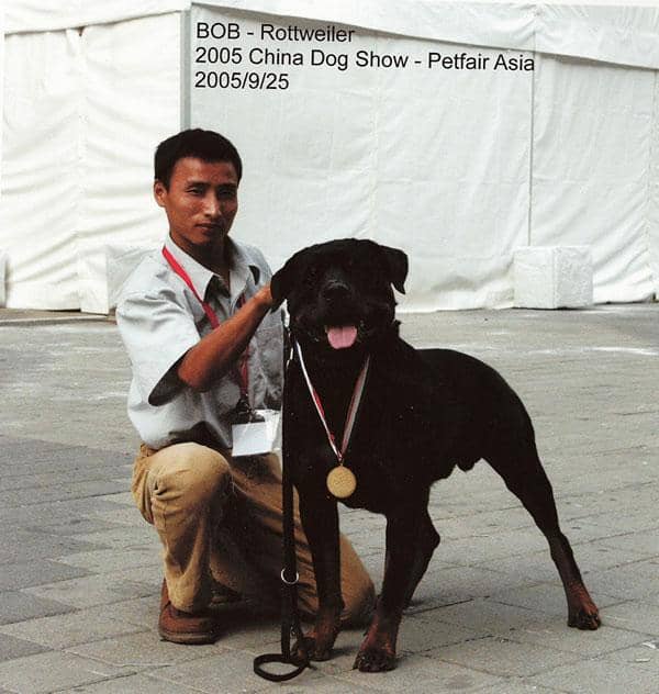 罗威纳精彩图片 爱家训狗学校