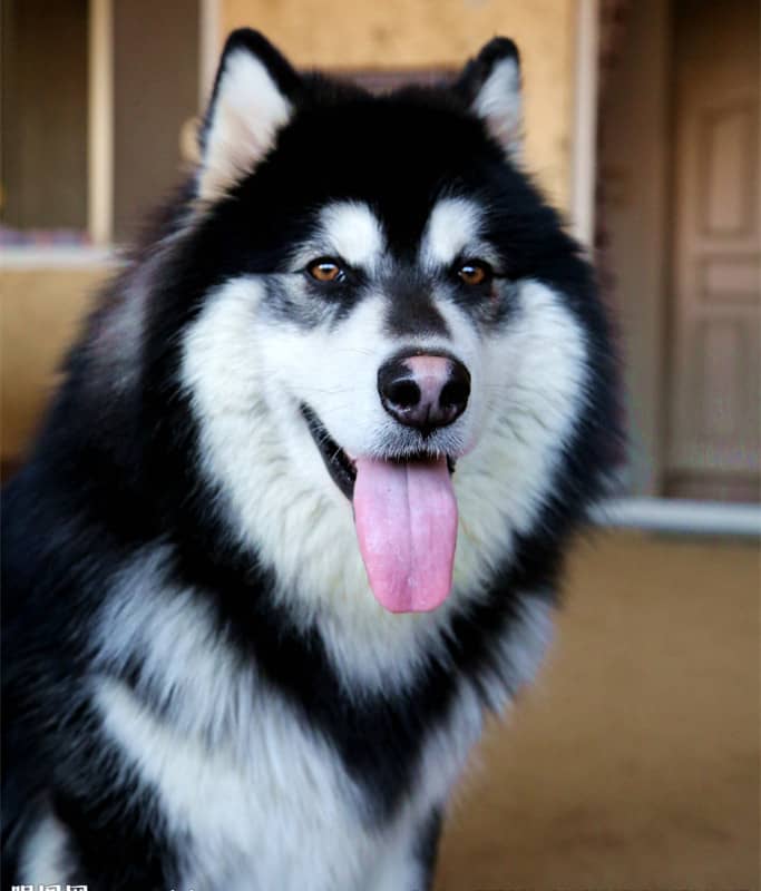 阿拉斯加训练.阿拉斯加犬培训 阿拉斯加训练.阿拉斯加犬培训