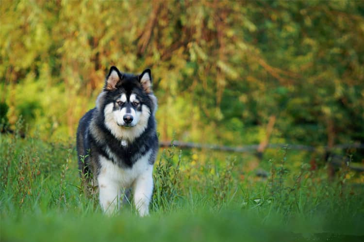 阿拉斯加犬训练基地.jpg 阿拉斯加犬训练基地.jpg