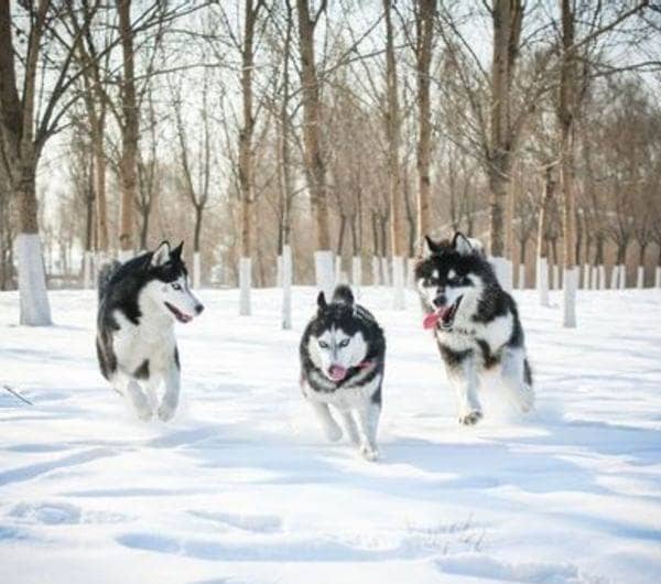 阿拉斯加犬培训.上海爱家宠物学校阿拉斯加训练 阿拉斯加犬培训.上海爱家宠物学校阿拉斯加训练
