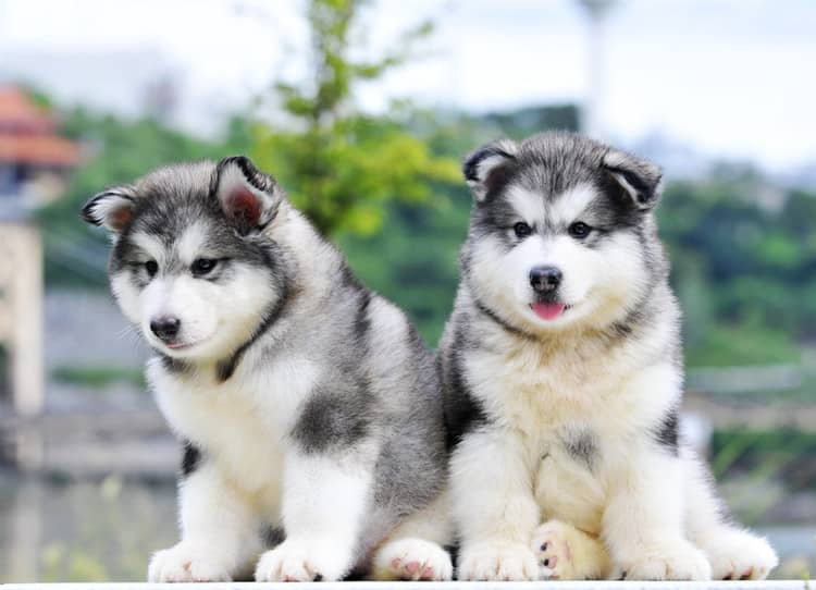 阿拉斯加犬 培训训狗学校.jpg 阿拉斯加犬 培训训狗学校.jpg