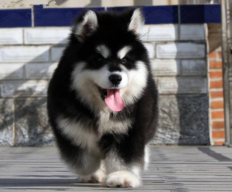 阿拉斯加幼犬培训 上海爱家狗狗学校.jpg 阿拉斯加幼犬培训 上海爱家狗狗学校.jpg