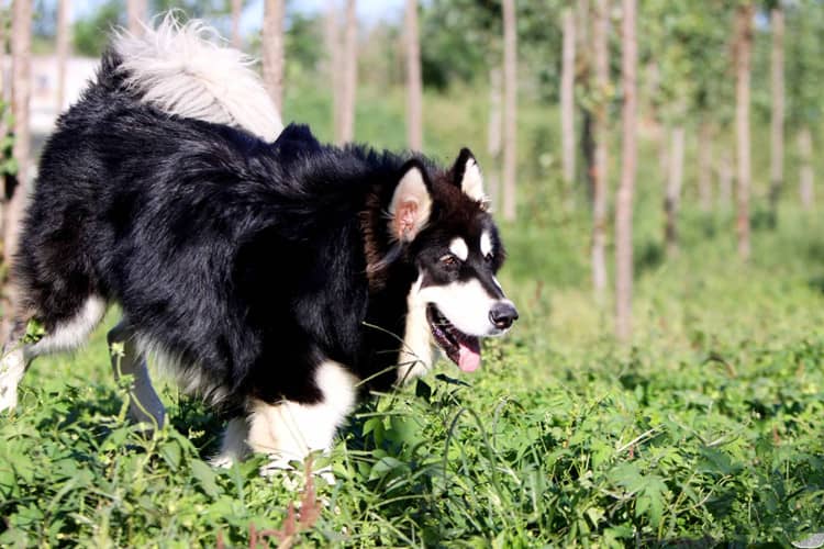 阿拉斯加犬狗狗学校 阿拉斯加犬运动训练 阿拉斯加犬狗狗学校 阿拉斯加犬运动训练