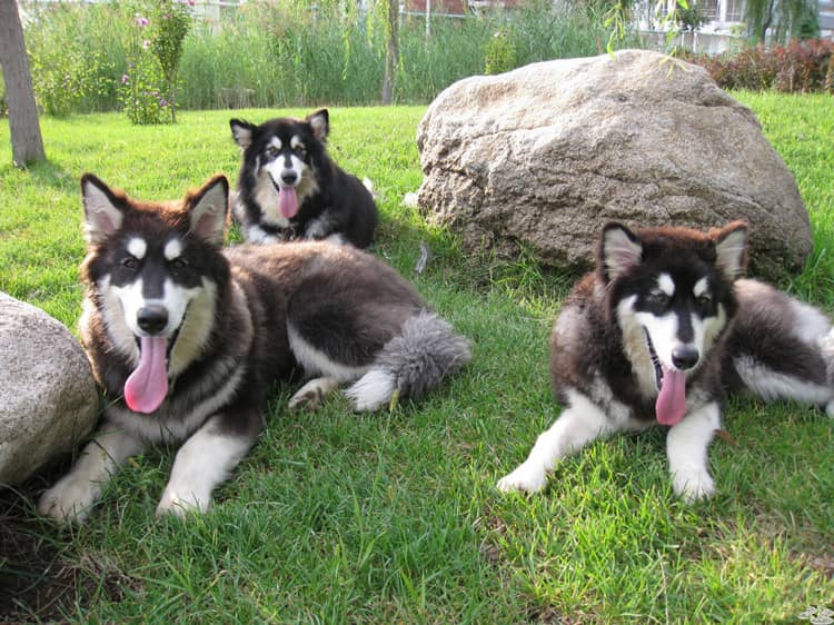 阿拉斯加雪橇犬.阿拉斯加价格 阿拉斯加培训 阿拉斯加雪橇犬.阿拉斯加价格 阿拉斯加培训