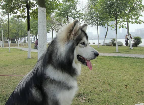 阿拉斯加专业训练.阿拉斯加上课  阿拉斯加专业训练.阿拉斯加上课