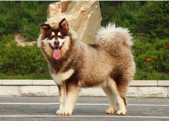 红色阿拉斯加犬 阿拉斯加训练 训狗学校 红色阿拉斯加犬 阿拉斯加训练 训狗学校