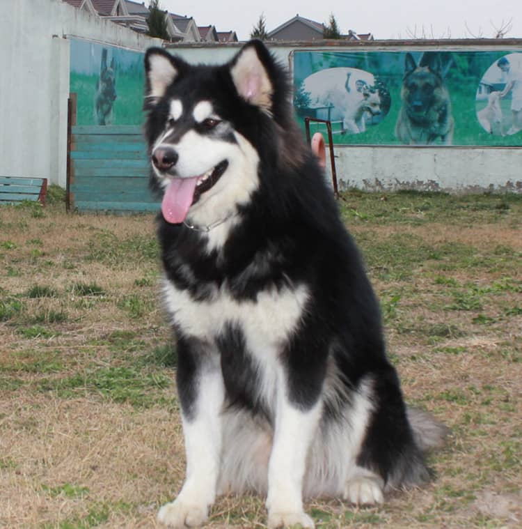 阿拉斯加训练爱家训狗基地.jpg 阿拉斯加训练爱家训狗基地.jpg