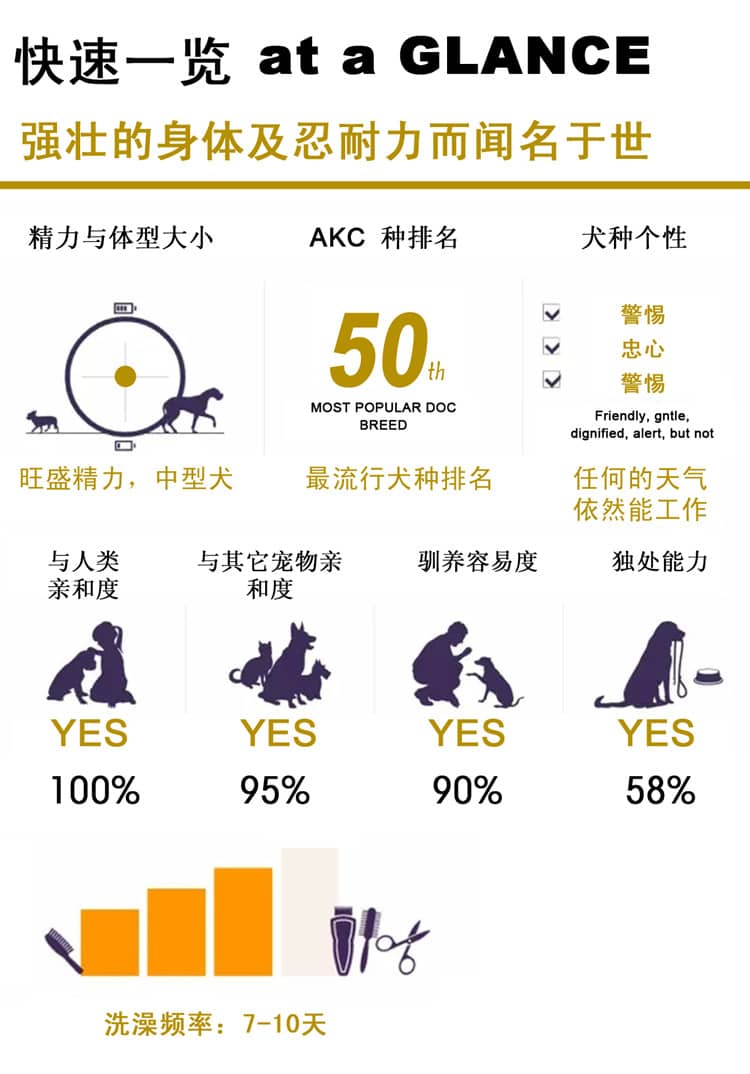 阿拉斯加性格 阿拉斯加犬训练 爱家训狗基地.jpg 阿拉斯加性格 阿拉斯加犬训练 爱家训狗基地.jpg