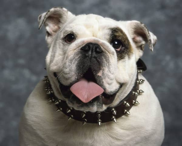 英国斗牛犬训练爱家训狗基地. 英国斗牛犬训练爱家训狗基地.