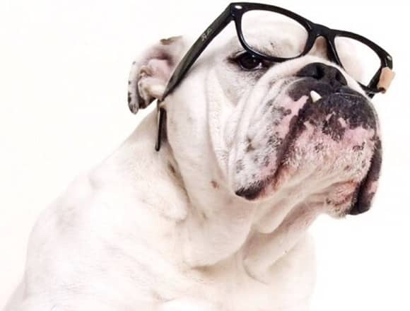 英国斗牛犬训练.英国斗牛犬训练图片 英国斗牛犬训练.英国斗牛犬训练图片