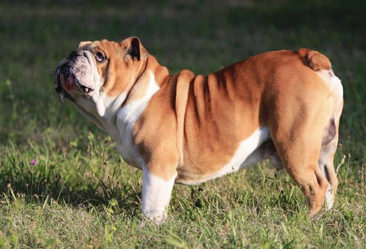 斗牛犬体型 英国斗牛犬训练爱家训狗学校.jpg  斗牛犬体型 英国斗牛犬训练爱家训狗学校.jpg