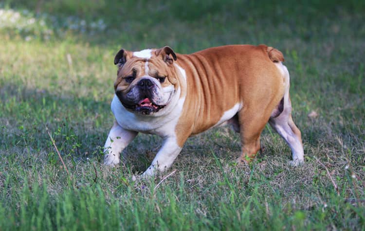 英国斗牛犬.英国斗牛体重 英国斗牛犬.英国斗牛体重