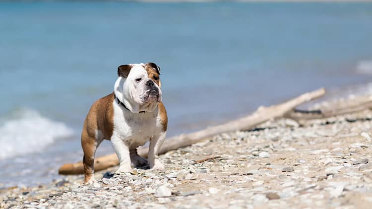 英国斗牛犬专业训练爱家宠物训练学校.jpg 英国斗牛犬专业训练爱家宠物训练学校.jpg