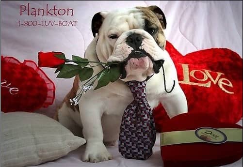 英国斗牛犬绅士风度.jpg 英国斗牛犬绅士风度.jpg