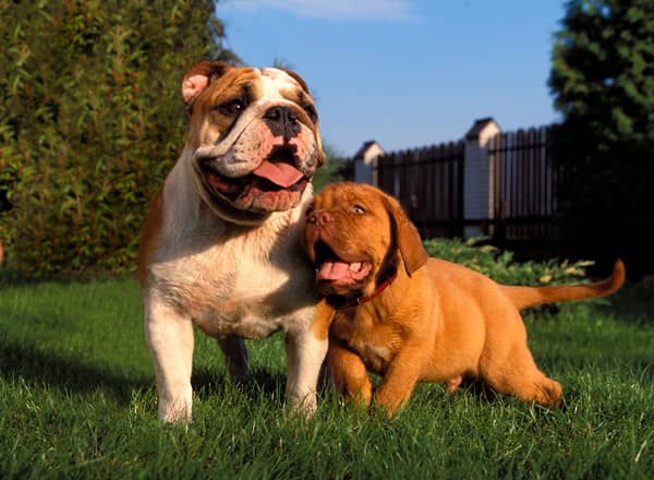 英国斗牛训练照.斗牛犬玩耍 英国斗牛训练照.斗牛犬玩耍