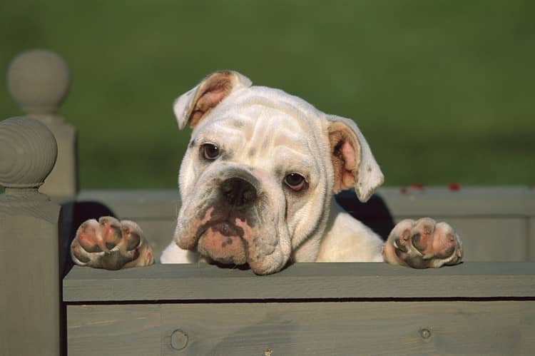 英国斗牛培训.英国斗牛卖萌照 英国斗牛培训.英国斗牛卖萌照