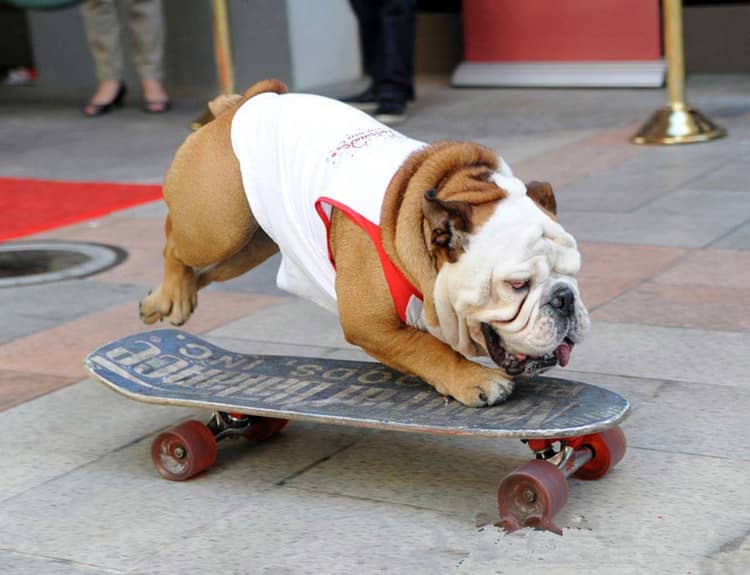 斗牛犬滑板.英国斗牛犬滑板训练 斗牛犬滑板.英国斗牛犬滑板训练