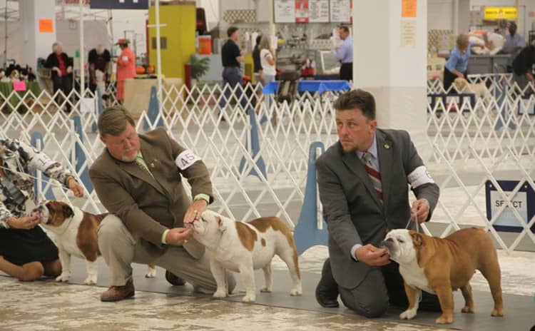 英国斗牛比赛 英国斗牛犬训练中 英国斗牛比赛 英国斗牛犬训练中
